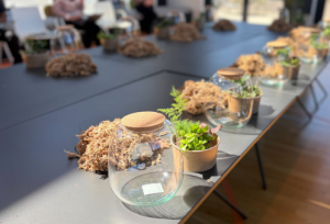Terrariums on a table as part of the Ledger Terrarium making workshop